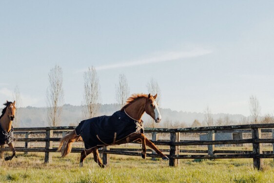 Equitation3
